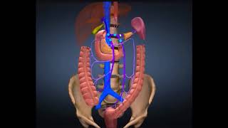 SISTEMA VENOSO PORTAL HEPÁTICO [upl. by Eyllib]
