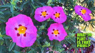 Cistus x pulverulentus Sunset Magenta Rock Rose  STUNNING Pink Purple BLOOMS  Drought Tolerant [upl. by Capon688]