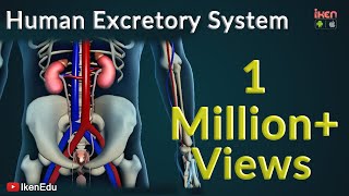 Learn About Human Excretory System  iKen  iKen Edu  iKen App [upl. by Ydrah313]