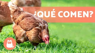 𝗔𝗟𝗜𝗠𝗘𝗡𝗧𝗔𝗖𝗜𝗢́𝗡 𝗱𝗲 𝗹𝗮𝘀 𝗚𝗔𝗟𝗟𝗜𝗡𝗔𝗦  ¿Qué Comen las Gallinas [upl. by Adnavoj]