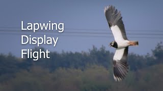 Lapwing Display Flight [upl. by Adnolohs]