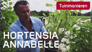 Hortensia Annabelle snoeien hoe doe je dat  Tuinmanieren [upl. by Atsyrhc]