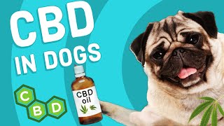 CBD in Dogs [upl. by Nylimaj]