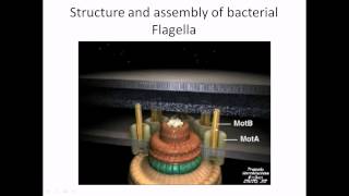 Flagella structure and assembly [upl. by Platon]