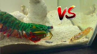 Giant Mantis Shrimp VS Pistol Shrimp [upl. by Pulchi]