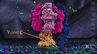 ATP synthase in action [upl. by Htial]