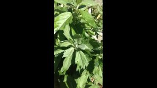 California Mugwort Artemisia douglasiana [upl. by Enar]