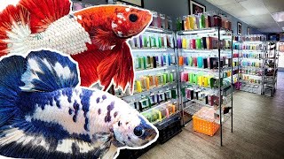 TINY fish store sells OVER 900 COLORFUL BETTA FISH [upl. by Ikilisav207]