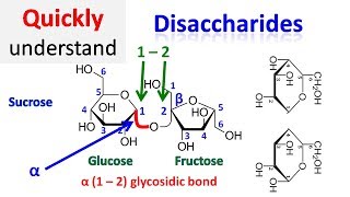 Disaccharide [upl. by Leeda]