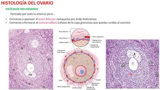 Histología del Ovario [upl. by Nadnal736]