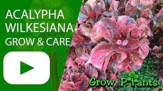 Acalypha wilkesiana  grow amp care Flamengueira [upl. by Joshi921]