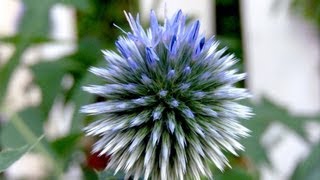 Globe Thistle Echinops  Gardening 101 by Dr Greenthumb [upl. by Saxon844]