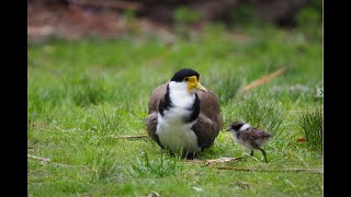 Baby Plovers Come Home [upl. by Asaeret]