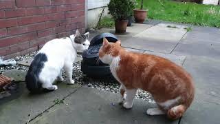 Cats talking to each other [upl. by Bamford]