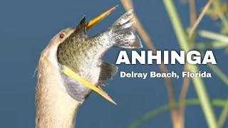 Anhinga Bird  4K [upl. by Yrogerg442]