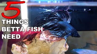 5 Things Betta Fish Need  Betta Care for Beginners [upl. by Lathrop]