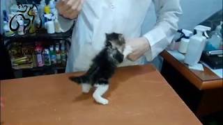 tiny angry cat at vet clinic [upl. by Anawaj4]