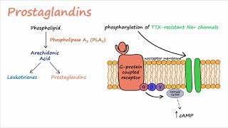 Pain Transduction Described Concisely [upl. by Nocam]