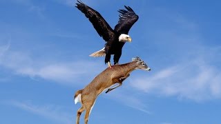 WoW Amazing Eagles Hunting [upl. by Sipple]