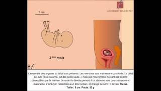 Les étapes de la grossesse Animation [upl. by Jacqui]