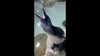 Baby Penguin Sounds [upl. by Ahcrop]