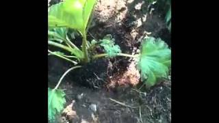 How to Plant a Gunnera [upl. by Ominorej]