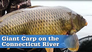 Connecticut River Carp Fishing  S13 E1 [upl. by Enytsirk]