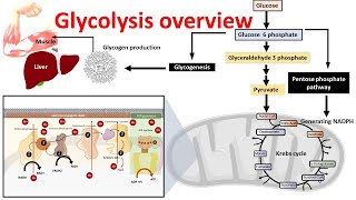 Glycolysis overview  Introduction to glycolysis [upl. by Yelsew724]