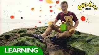 CBeebies Show Me Show Me  Rockpools [upl. by Eednyl]