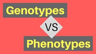 Genotype vs Phenotype  Understanding Alleles [upl. by Notneiuq101]