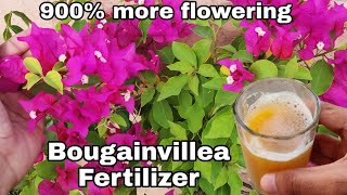 Use this for Bougainvillea flowering tips Get maximum flowers on Bougainville [upl. by Neila]