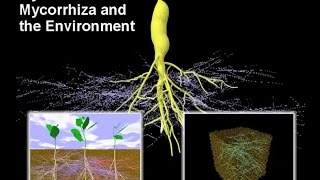 Mycorrhiza I – Mycorrhiza and the Environment [upl. by Orsino778]