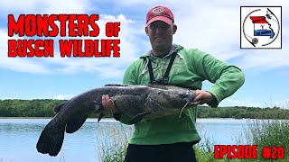 Fishing for MONSTER Flathead Catfish at Busch Wildlife Missouri  How to Catch Flathead Catfish [upl. by Harihs]