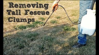 How To Remove Tall Fescue Clumps in Your Lawn [upl. by Lally355]