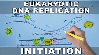 DNA Replication In Eukaryotes  Initiation [upl. by Marela]