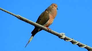 Mourning Dove Coo Call [upl. by Nalat]