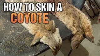 From Pelt to Profit How to Skin a Coyote [upl. by Namor454]