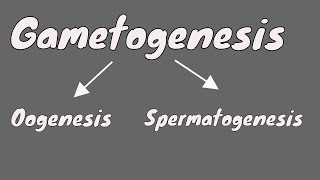 Gametogenesis  Oogeneis  Gametogenesis female  part 1 [upl. by Tudela]