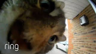 Smart Kitty Triggers Ring Doorbell To Be Let Inside  RingTV [upl. by Eniruam]