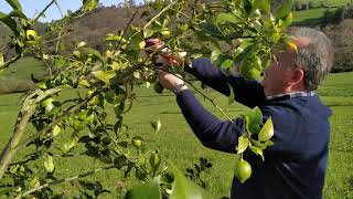 Como podar un limonero  Consejos poda de Frutales poda [upl. by Aderfla]