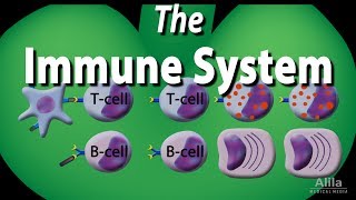 The Immune System Overview Animation [upl. by Elleinaj320]