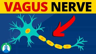 Vagus Nerve Stimulation  Side Effects During Suctioning [upl. by Nytsua]