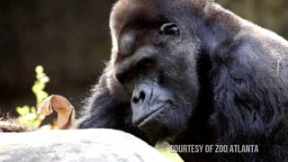 Meet Ivan  A Gorillas Story [upl. by Renckens]