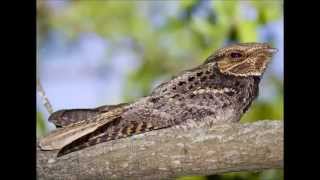 Nightjars [upl. by Inglebert]