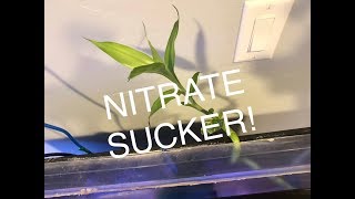 EASY NITRATE REMOVAL [upl. by Adnilec449]