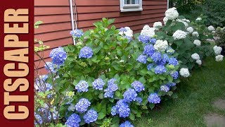 4 HYDRANGEAS IN 4 MINUTES [upl. by Risa239]