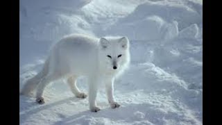 Arctic fox hunter of the arctic I National Geographic Documentary [upl. by Ainnet505]