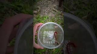 i Caught a Big RED CENTIPEDE at my house  🐛 shorts [upl. by Urbano897]