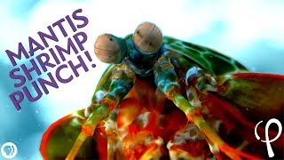 Mantis Shrimp Punch at 40000 fps  Cavitation Physics [upl. by Wan626]