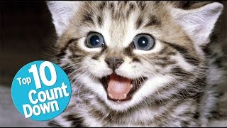 Top 10 Domesticated Cat Breeds [upl. by Sum47]